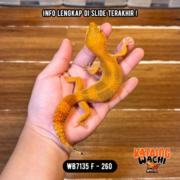 WB7135 F | Jeruk Burik 🧡🖤