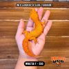 WB6736 F | Cosplay Charizard 🍊🔥🌶️
