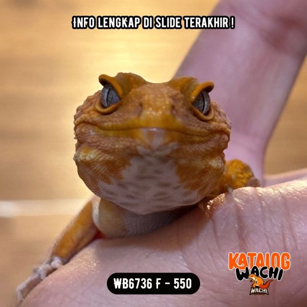 WB6736 F | Cosplay Charizard 🍊🔥🌶️