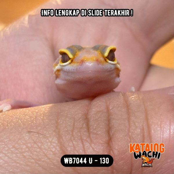 WB7044 U | Menyala Sejak Dini 🔥