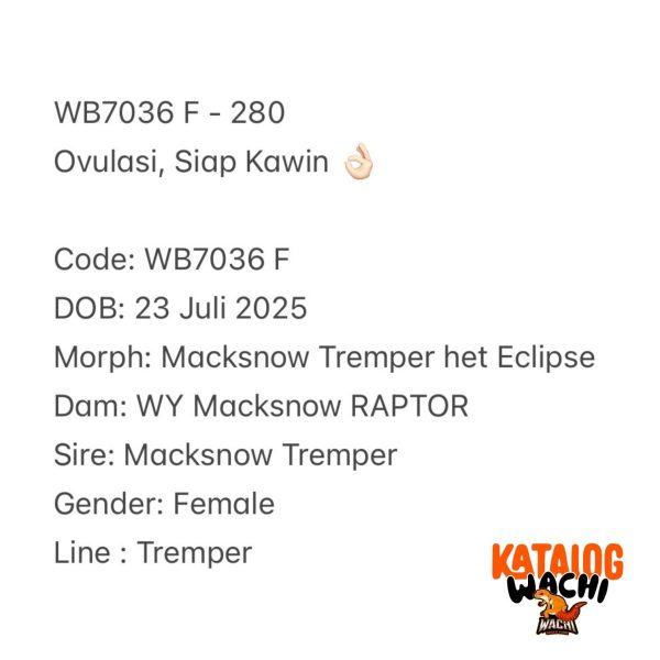 WB7036 F | Ovulasi, Siap Kawin 👌🏻