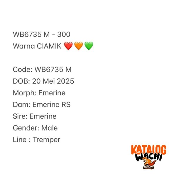 WB6736 F | Cosplay Charizard 🍊🔥🌶️