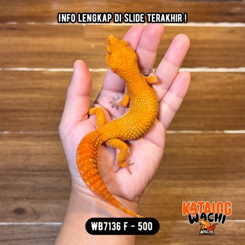 110 WB7136 F | Cosplay Charizard 🍊🔥🌶️