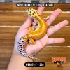 WB6976 F | Gradasinya Cakep Banget ✨