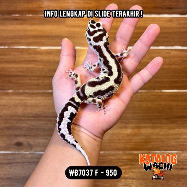 WB7037 F | SAPI CAKEP BANGET 🐄