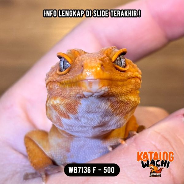 WB7136 F | Cosplay Charizard 🍊🔥🌶️
