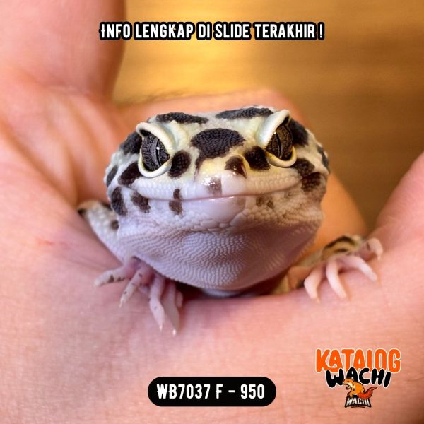 WB7037 F | SAPI CAKEP BANGET 🐄