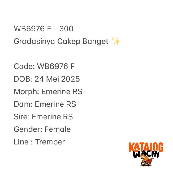 WB6976 F | Gradasinya Cakep Banget ✨