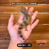 WB6738 F | Ireng Jeruk 🖤🧡
