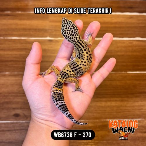 WB6738 F | Ireng Jeruk 🖤🧡