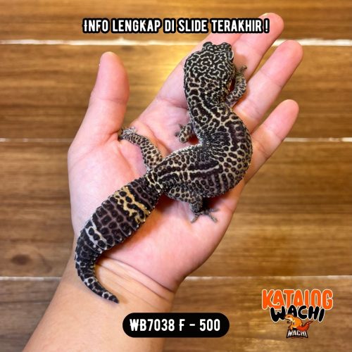 114 WB7038 F | IRENG GENDUT 🖤🤯