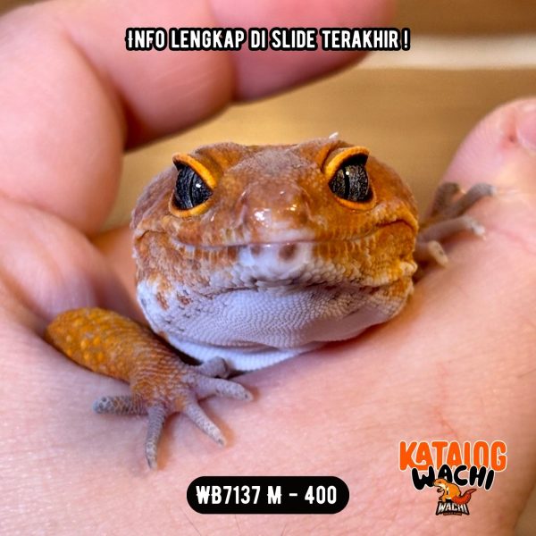 WB7137 M | PEDES BANGET 🥵🥵🥵