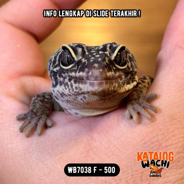 WB7038 F | IRENG GENDUT 🖤🤯