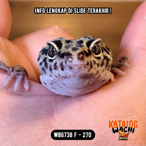 WB6738 F | Ireng Jeruk 🖤🧡