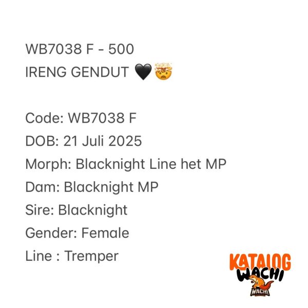 WB7038 F | IRENG GENDUT 🖤🤯