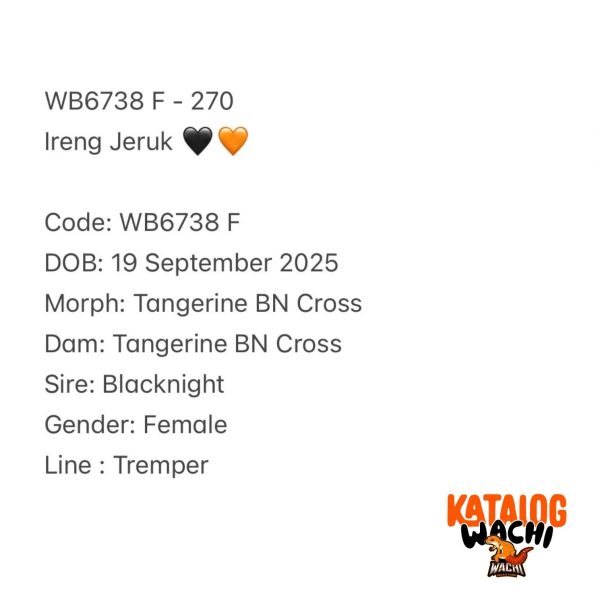 WB6738 F | Ireng Jeruk 🖤🧡