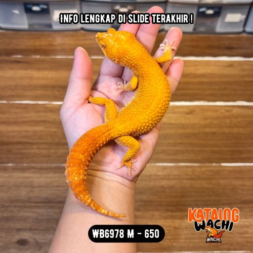 117 WB6978 M | Gecko Bagong 🤯