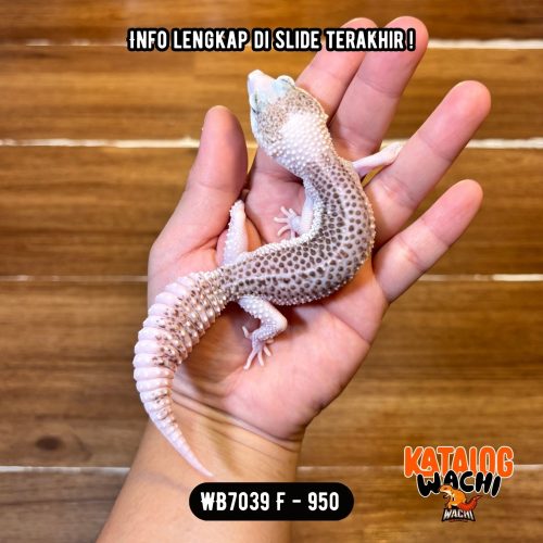 117 WB7039 F | Senyum2 GENDUT 🥹 Mata Full Hitam ⚫️👅⚫️