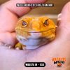 WB6978 M | Gecko Bagong 🤯