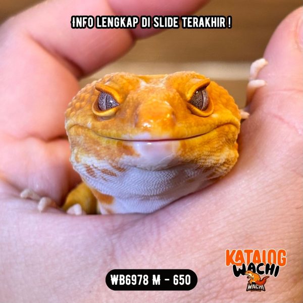 WB6978 M | Gecko Bagong 🤯