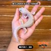 WB7139 F | Super Rare Morph 🤩