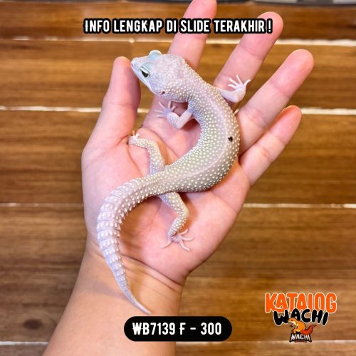 119 WB7139 F | Super Rare Morph 🤩