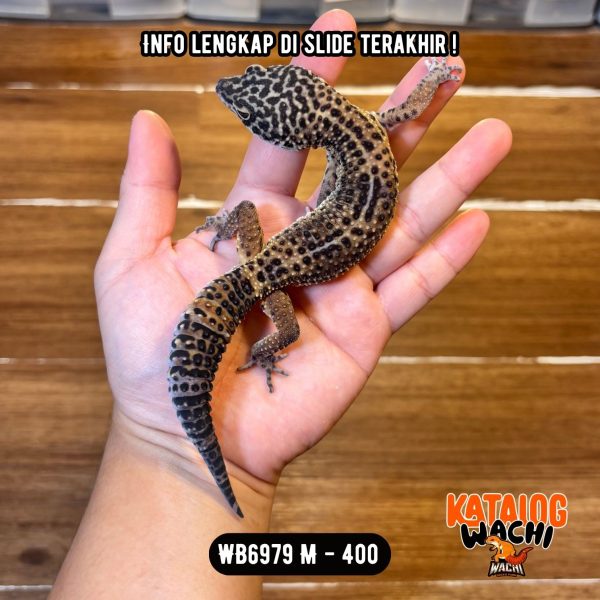 WB6979 M | Gelap Cuy 🖤✨
