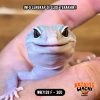 WB7139 F | Super Rare Morph 🤩