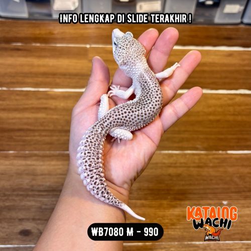 121 WB7080 M | Senyum2 JANTAN 😱 Mata Full Hitam ⚫️👅⚫️