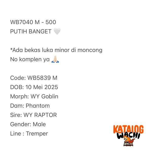 WB7040 M | PUTIH BANGET 🤍