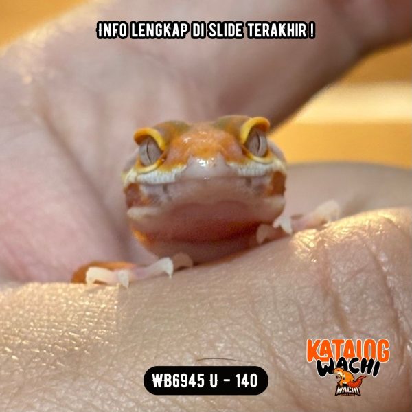 WB6945 U | Baby Lavender 🧡🤍