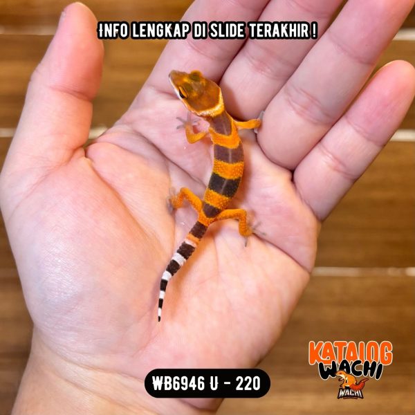 WB6946 U | Cakep Sejak Dini 🍊🔥