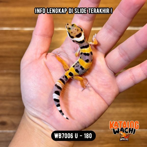 WB7006 U | Baby Jeruk Lebah 🐝🍊