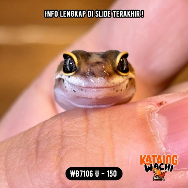 WB7106 U | Baby Jeruk Ireng 🖤🧡