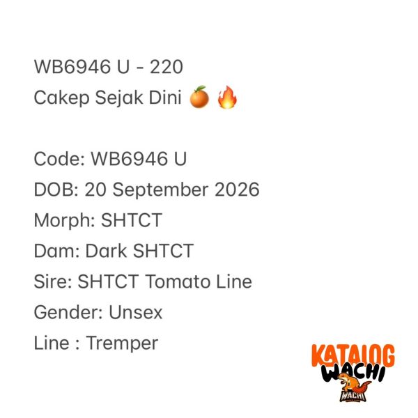 WB6946 U | Cakep Sejak Dini 🍊🔥