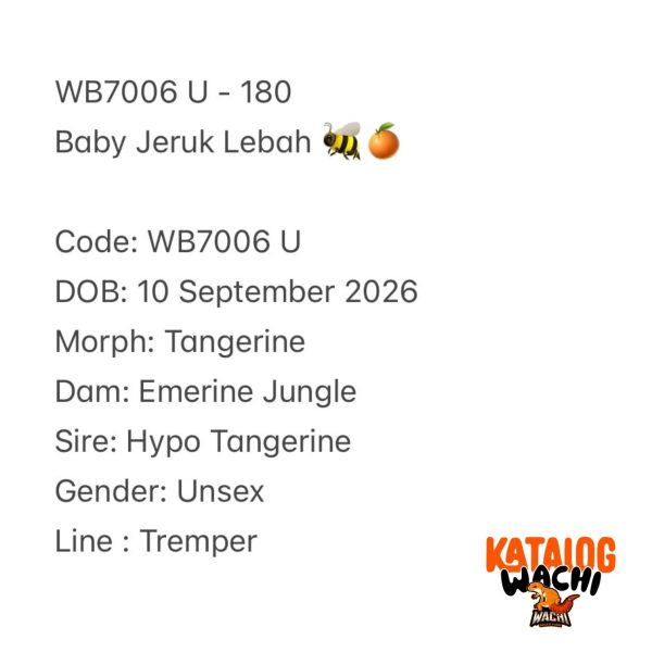 WB7006 U | Baby Jeruk Lebah 🐝🍊