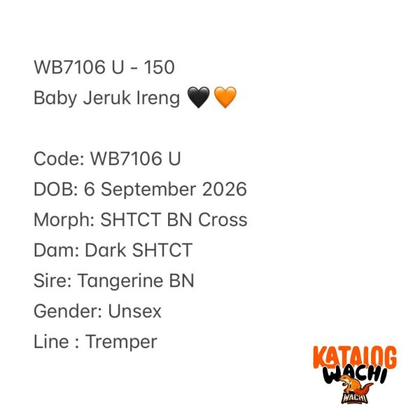 WB7106 U | Baby Jeruk Ireng 🖤🧡