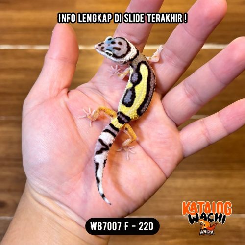 19 WB7007 F | Cakep Nih 🖤💛✨