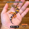 WB7107 U | Baby Tiger 🐅