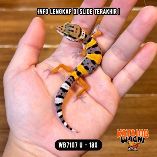 19 WB7107 U | Baby Tiger 🐅
