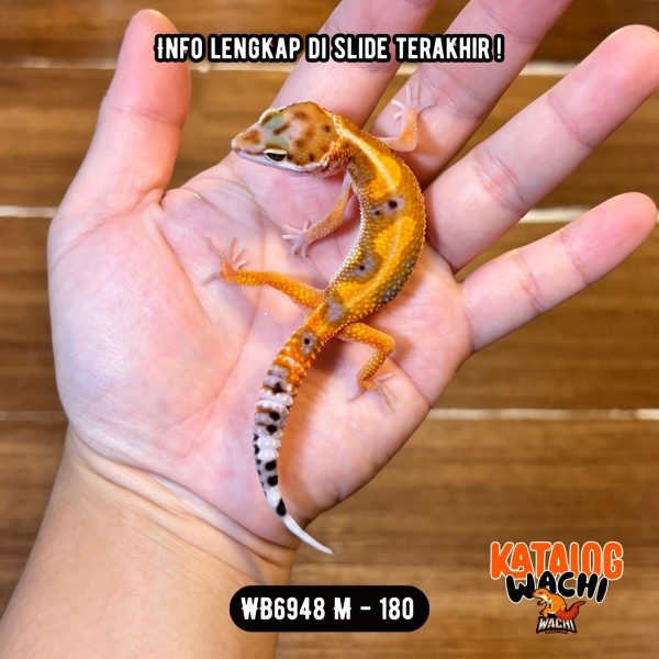 WB6948 M | Cakep Nih! 🔥
