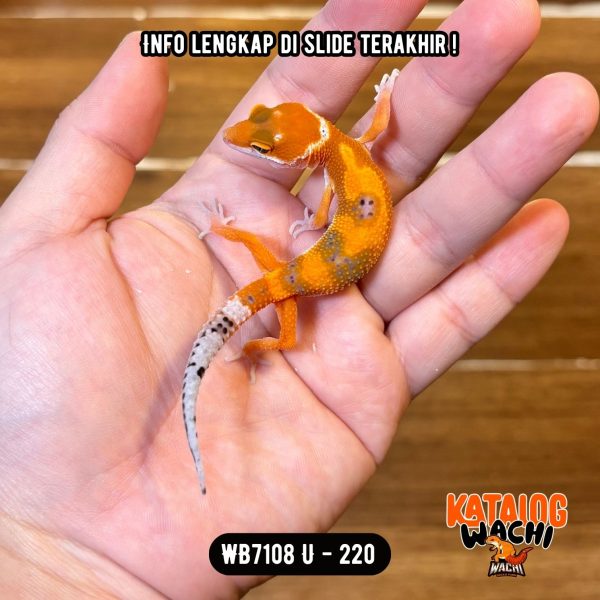 WB7108 U | Pedas Sejak Kicik 🥵