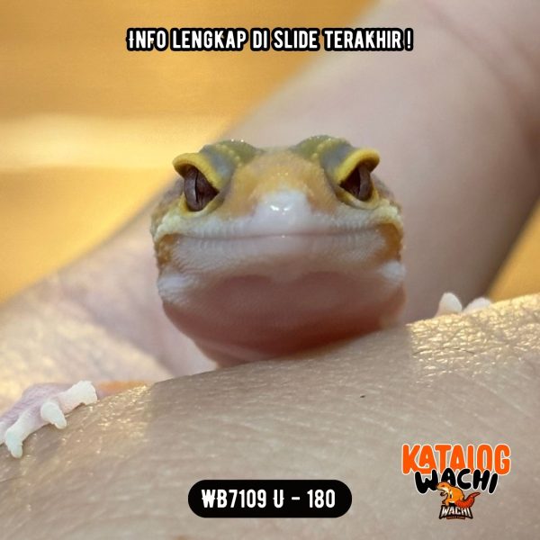 WB7109 U | Full Oyen Sejak Kicik 🎃