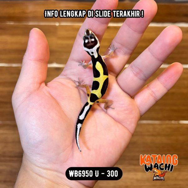 WB6950 U | CAKEP BANGET 🖤💛