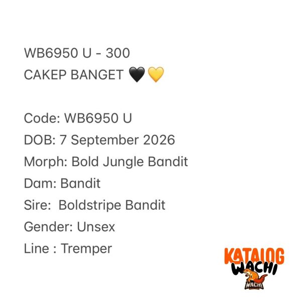 WB6950 U | CAKEP BANGET 🖤💛