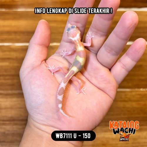 31 WB7111 U | Baby Strawberry Milk 🍓🥛 Mata Full Merah 🔴👅🔴