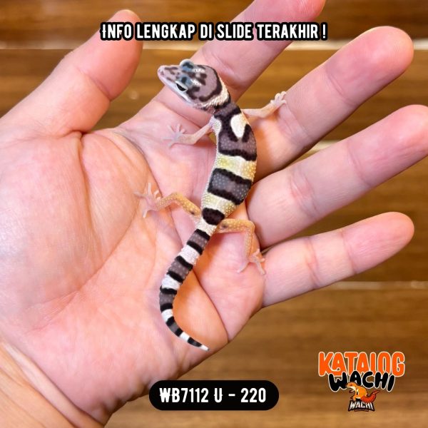WB7112 U | Baby Cookies N' Cream 🖤🤍