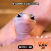 WB7115 U | Baby Pied 🤗 Mata Full Hitam ⚫️👅⚫️