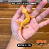 WB7056 F | Warna Ciamik 🧡🤍
