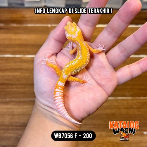 46 WB7056 F | Warna Ciamik 🧡🤍